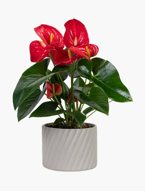 Red anthurium plant in a gray pot