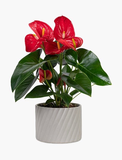 Red anthurium plant in a gray pot