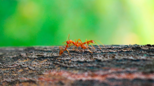 Red ants are kissing on a tree, love triangle