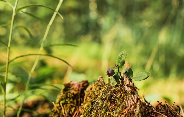 Red ants run on an old stump a blueberry bush against the backdrop of a forest Green forest background with free space copy The idea of the ecosystem of nature care for the wellbeing of ecology
