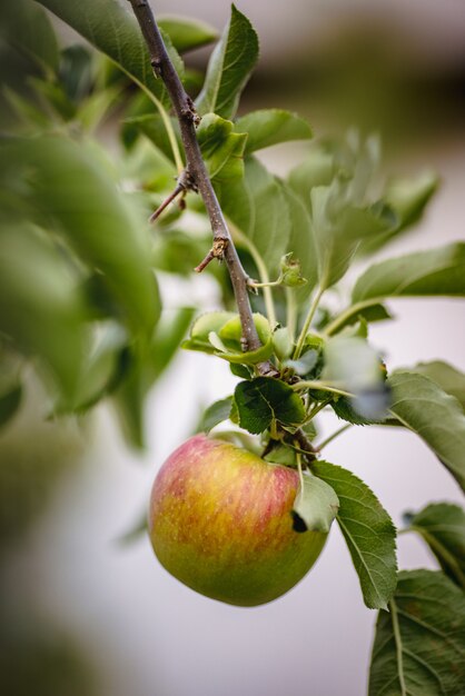 Red apple fruit on green leaves