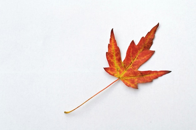"Red autumn leaf"