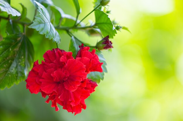 Красные красивые цветы, цветущие в природе