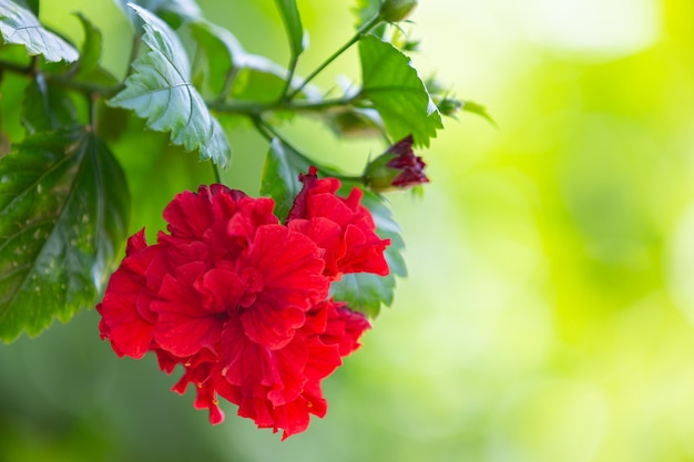 Red beautiful flowers blooming in nature