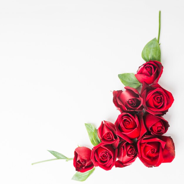 Red beautiful roses on white background