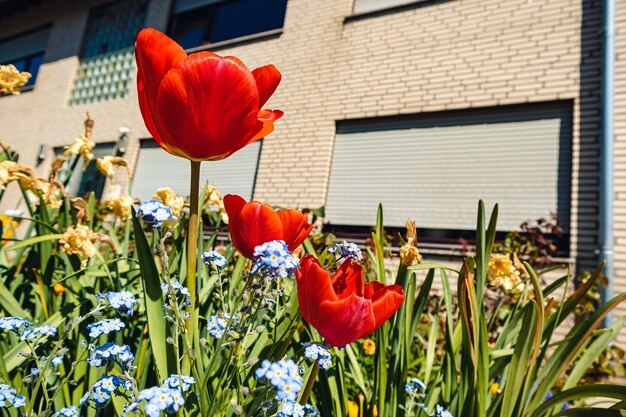 Foto gratuita bei tulipani rossi che crescono nel giardino durante il giorno