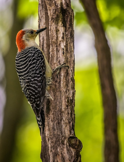 Red Bellied Woodpecker