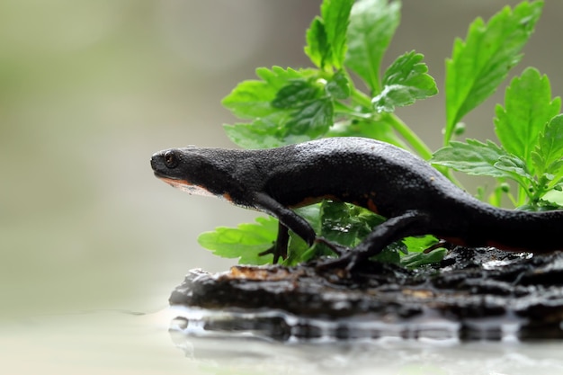 Free photo red belly amphibian closeup