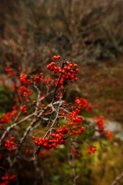 red berries on the branch