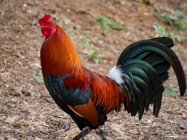 Red Black and Brown Rooster
