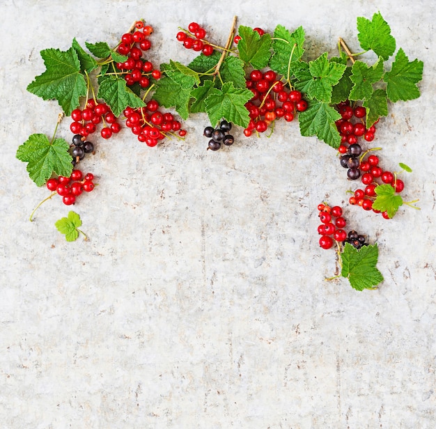 Red and black currant with leaves on a light  background. Frame. Top view