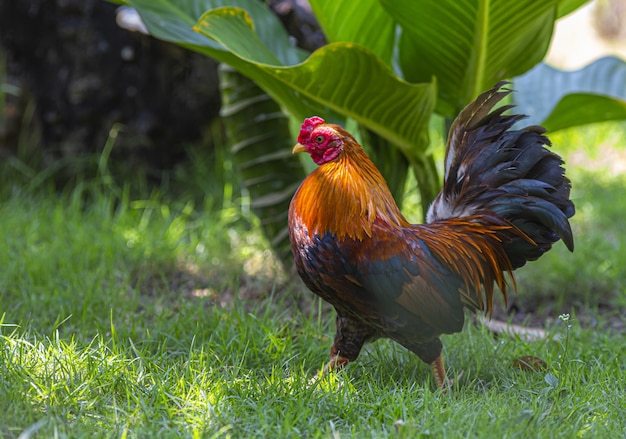 Red and black rooster in green grass