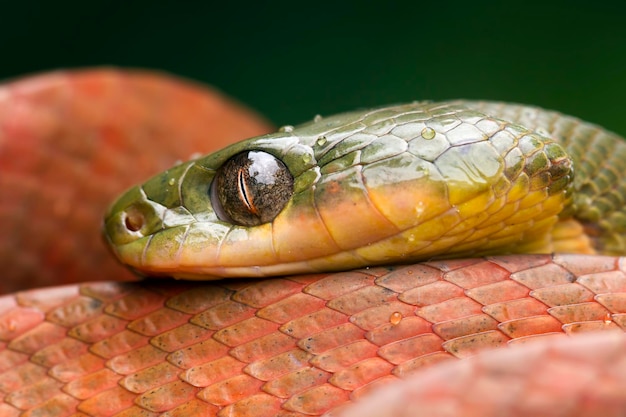 赤いボイガヘビの側面図の頭頭の動物のクローズアップに露のある赤いボイガのクローズアップ