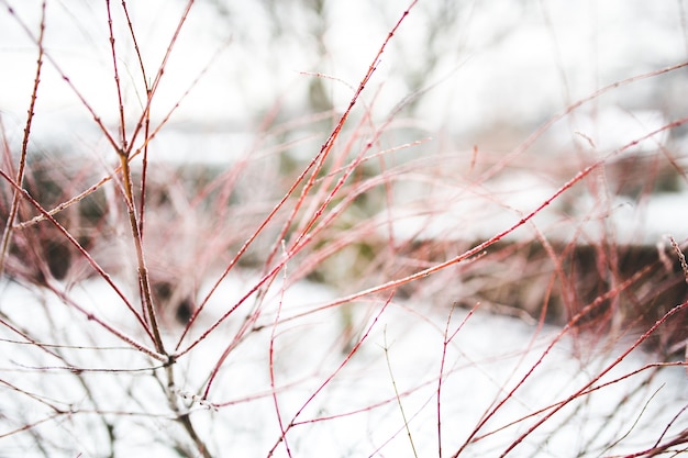 Red branches with snow background