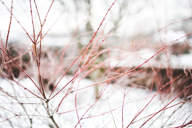 雪の背景に赤の枝