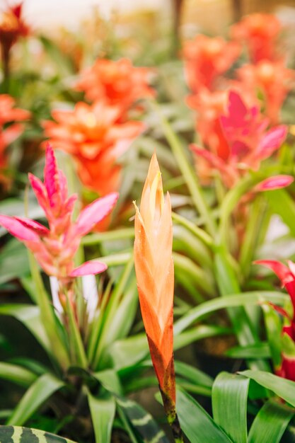 Red bromelia flower bright spectacular flowering plant