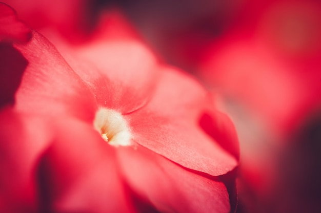 Free photo red busy lizzie close-up