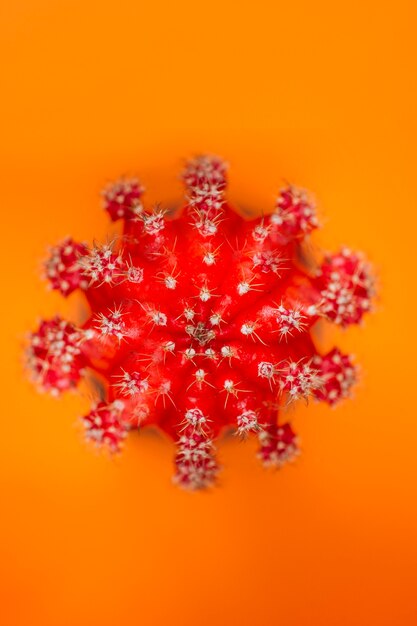 Red cactus on orange background