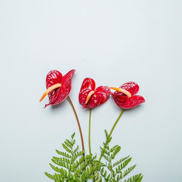 Red callas with green leaves on grey surface