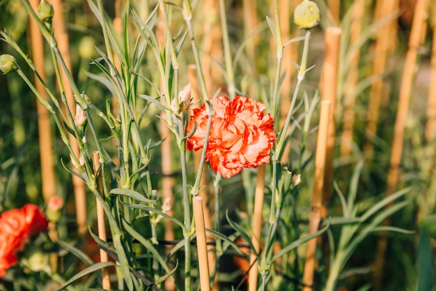 Red carnation flower in the field