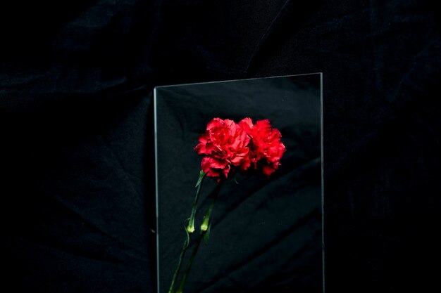 Red carnation flower reflecting on glass over black background