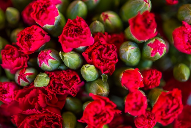 Foto gratuita priorità bassa strutturata dei fiori rossi del garofano