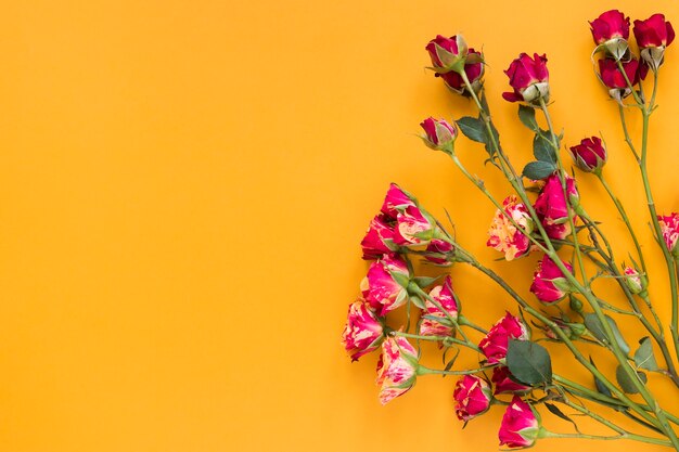 Red carnation flowers with orange copy space background