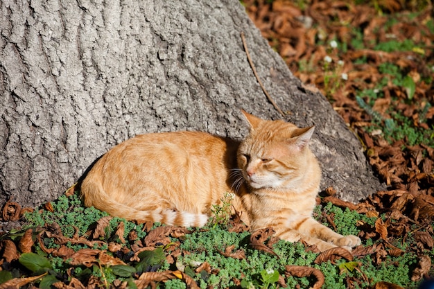 Красная кошка лежит под старым деревом на опавших листьях