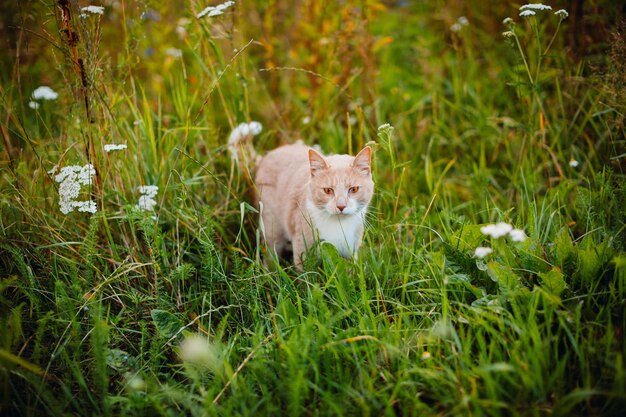 Red cat walks on green grass 