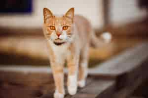 Foto gratuita il gatto rosso cammina sul recinto di legno