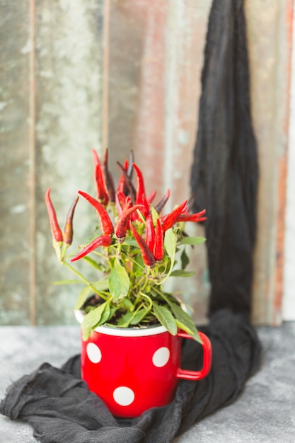 Red chili pepper potted plant on black textile