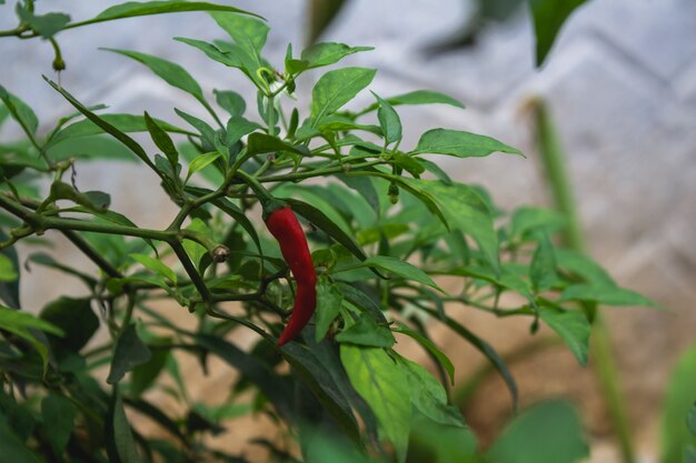 Red chili pepper