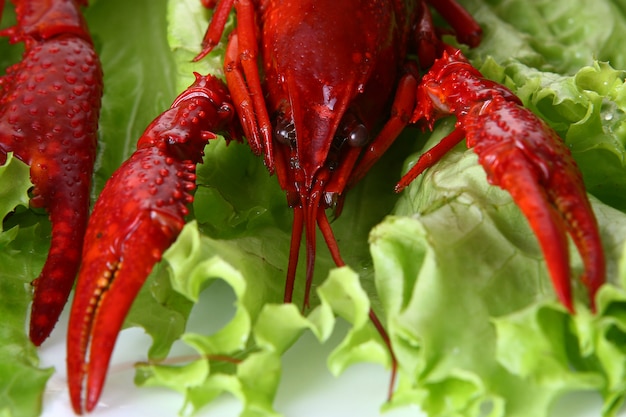 Free photo red claw with green salad