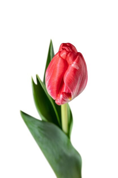 Red. Close up of beautiful fresh tulip isolated on white background.