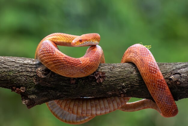Красная кукурузная змея на ветке крупным планом змея крупным планом змея