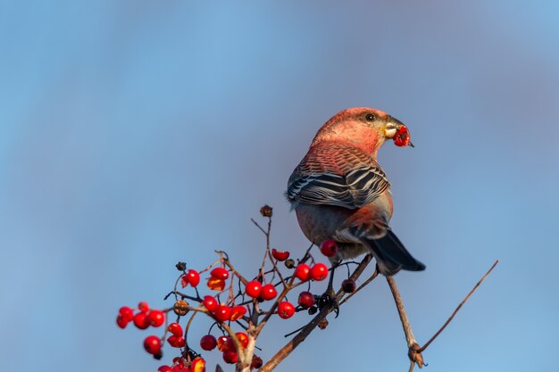 Red crossbill bird eating on a tree branch