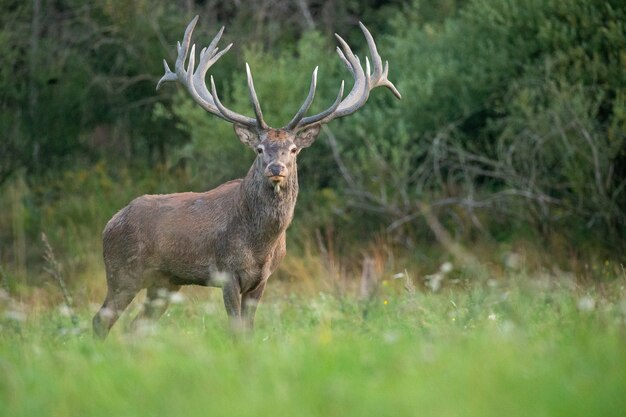 Red deer on the green background during the deer rut in the nature habitat