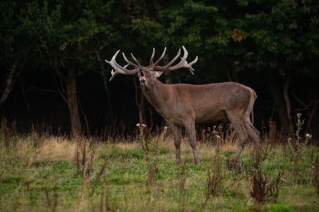 Red deer on the green background during the deer rut in the nature habitat