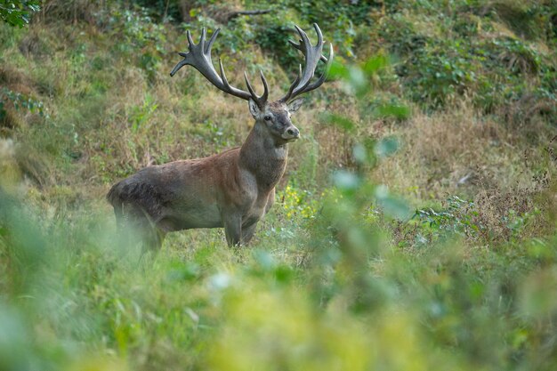 自然の生息地で鹿のわだちの間に緑の背景にアカシカ