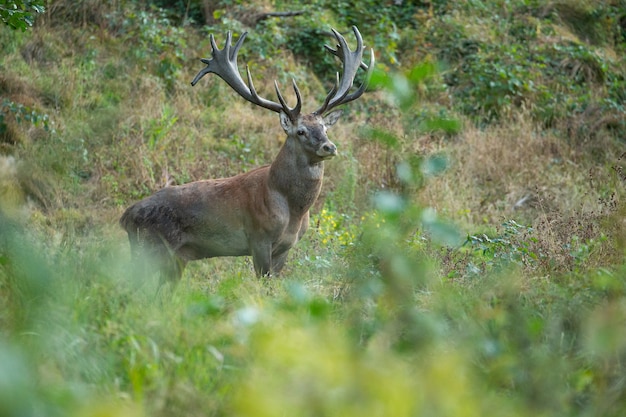 Благородный олень на зеленом фоне во время гона оленя в естественной среде обитания