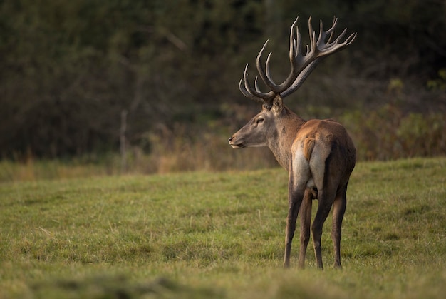 無料写真 鹿のわだち掘れヨーロッパの野生生物の間の自然生息地のアカシカ