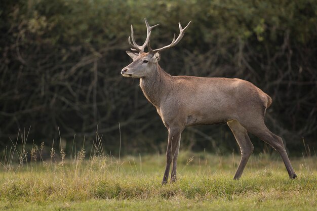 Red deer in the nature habitat during the deer rut european wildlife