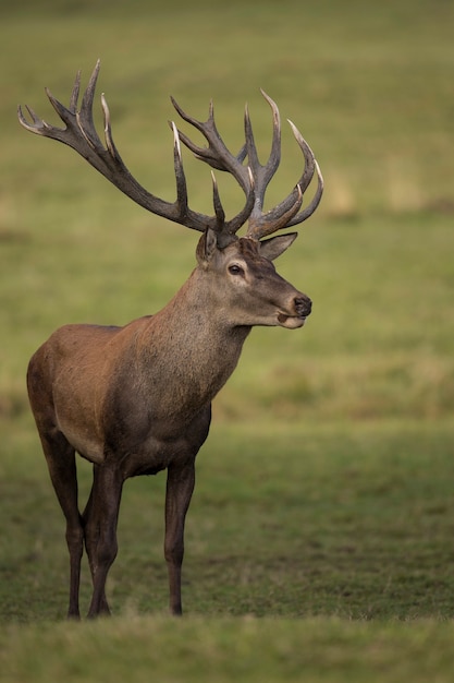 Red deer in the nature habitat during the deer rut european wildlife