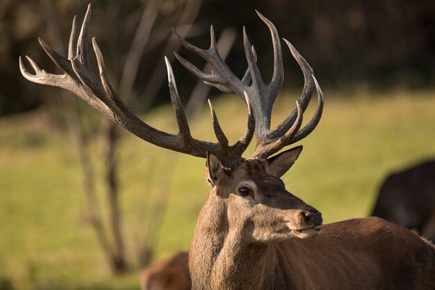 Red deer in the nature habitat during the deer rut european wildlife