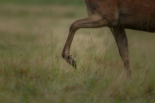 Red deer in the nature habitat during the deer rut