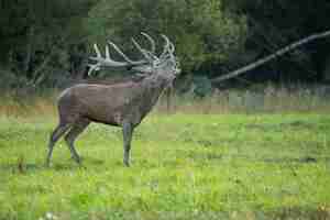 Free photo red deer in the nature habitat during the deer rut european wildlife