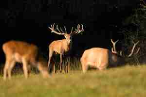 Free photo red deer in the nature habitat during the deer rut european wildlife