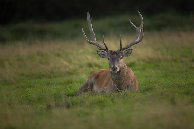 Foto gratuita cervi nell'habitat naturale durante il cervo rut