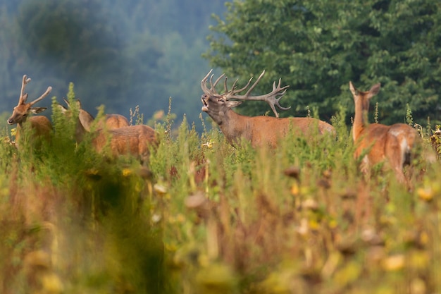 Red deer in the nature habitat during the deer rut