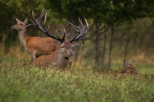 Free photo red deer in the nature habitat during the deer rut